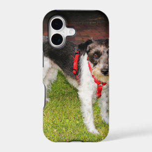 jack russel terrier