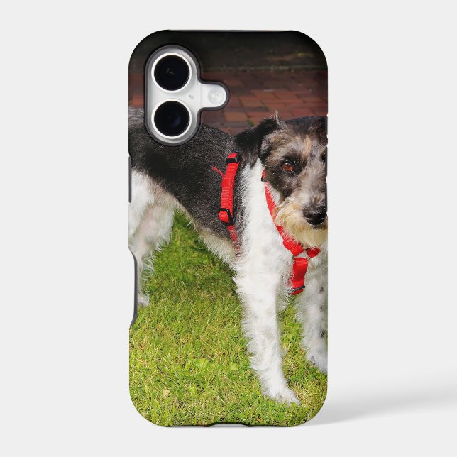 jack russel terrier (Back)