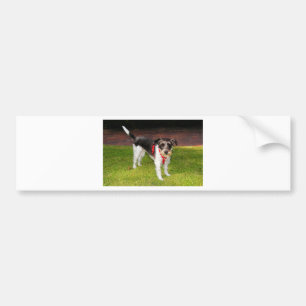 jack russel terrier bumper sticker