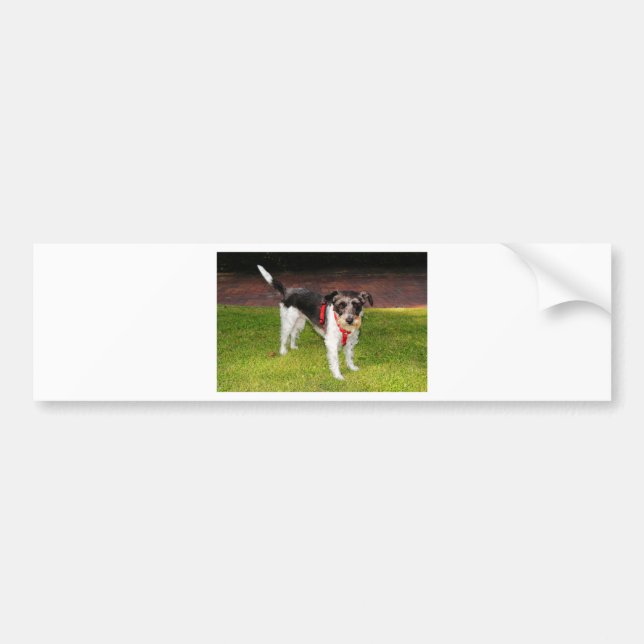 jack russel terrier bumper sticker (Front)