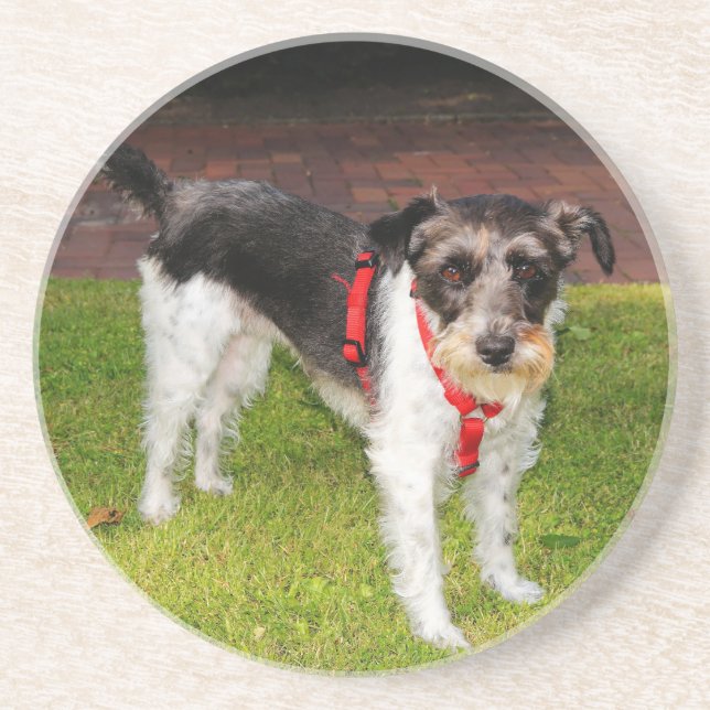jack russel terrier coaster (Front)