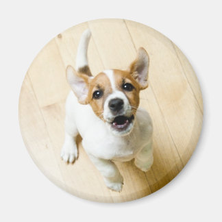 Jack Russel Terrier fridge magnet