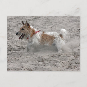 jack russel terrier postcard