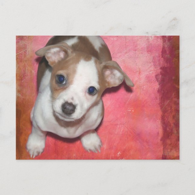 Jack Russel Terrier Puppy on Pink Postcard (Front)