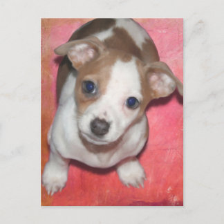 Jack Russel Terrier Puppy on Pink Postcard