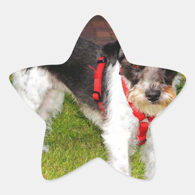 jack russel terrier star sticker (Front)