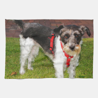 jack russel terrier tea towel