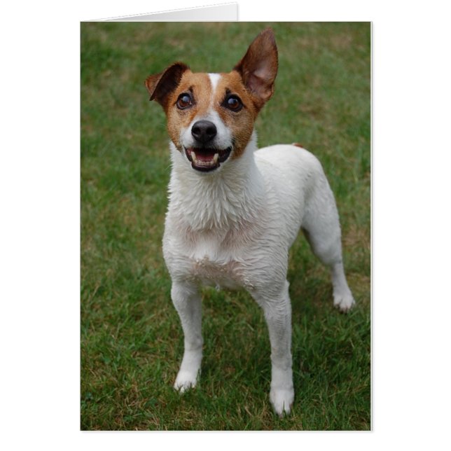 Jack Russell (Front)