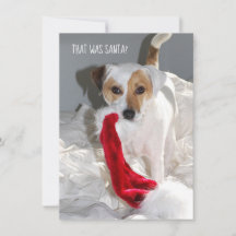 Jack Russell Christmas Card