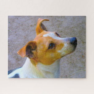 Jack Russell Dog. Jigsaw Puzzle
