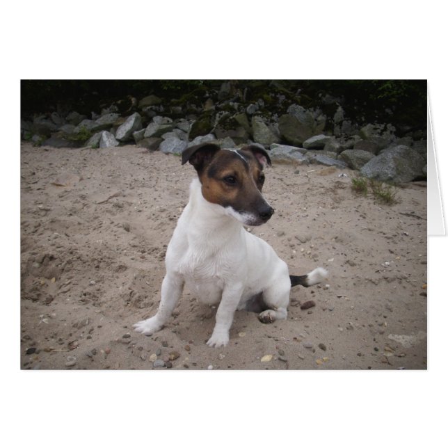 Jack Russell klein Hund (Front Horizontal)