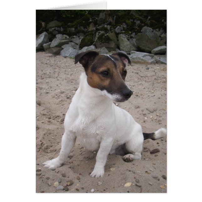 Jack Russell klein Hund (Front)