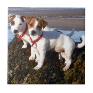 Jack Russell Puppies Ceramic Tile