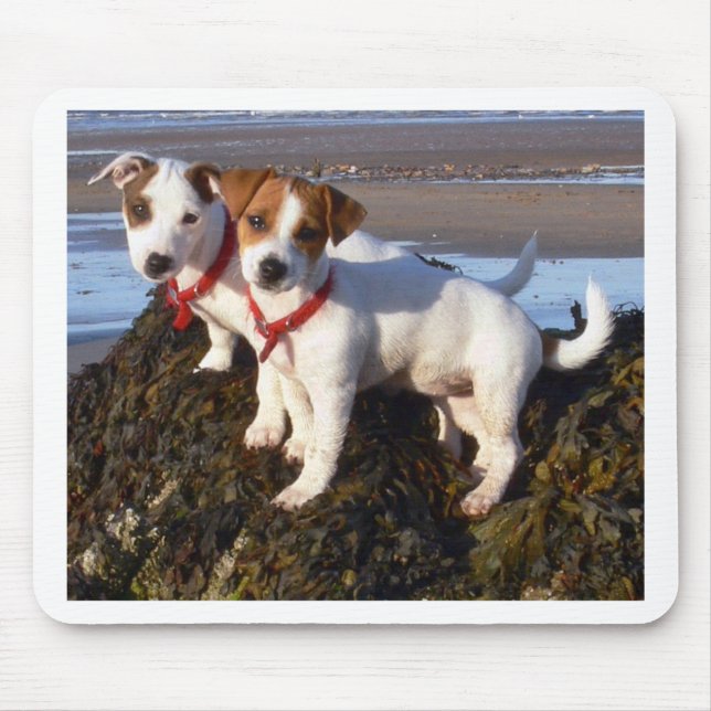 Jack Russell Puppies Mouse Pad (Front)