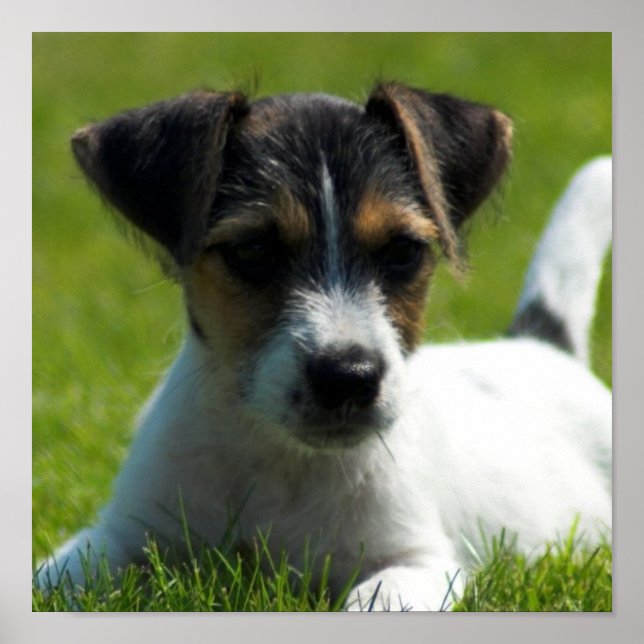 Jack Russell Puppy Poster Print (Front)