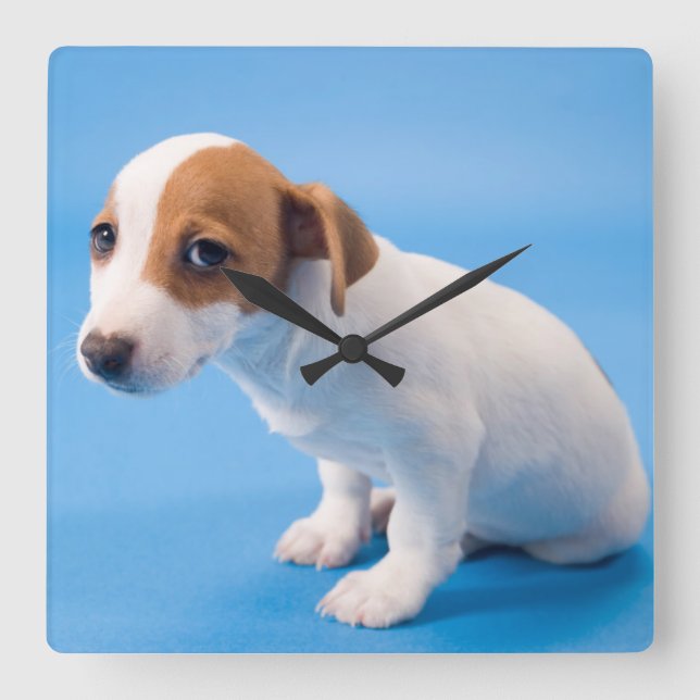 Jack Russell Puppy Square Wall Clock (Front)
