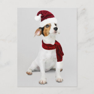 Jack Russell Puppy wearing Santa Hat Holiday Postcard