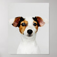 Jack Russell Retriever Puppy