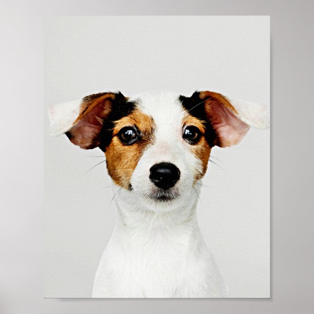 Jack Russell Retriever Puppy  Poster (Front)