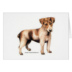 Jack Russell Terrier