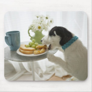 Jack russell terrier. 2 mouse pad