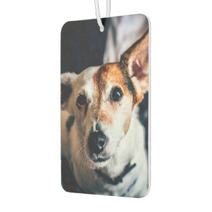 Jack Russell Terrier Air Freshener