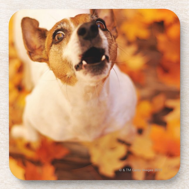 Jack Russell Terrier barking and jumping, Autumn Coaster (Front)