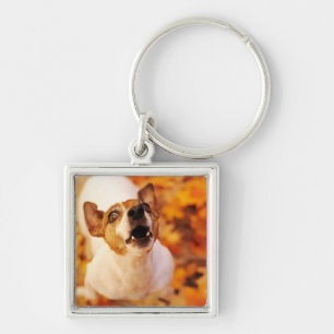 Jack Russell Terrier barking and jumping, Autumn Key Ring