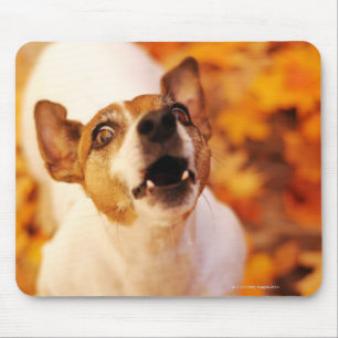 Jack Russell Terrier barking and jumping, Autumn Mouse Pad