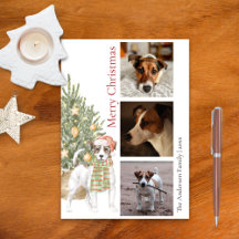 Jack Russell Terrier Christmas Tree Pet Dog Photo