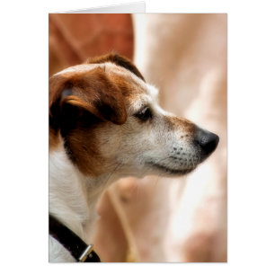 JACK RUSSELL TERRIER DOG CARD