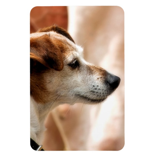 JACK RUSSELL TERRIER DOG MAGNET (Vertical)