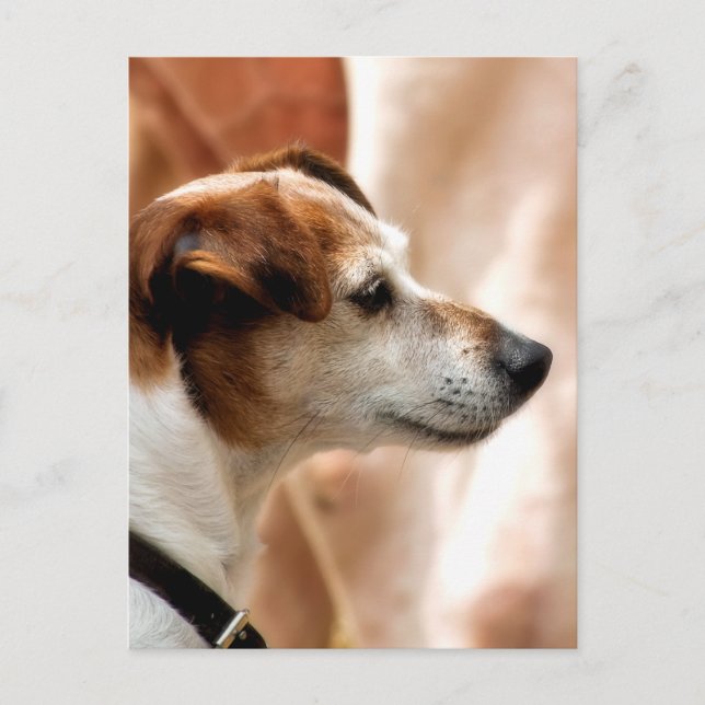 JACK RUSSELL TERRIER DOG POSTCARD (Front)