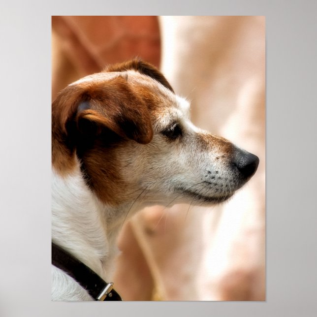 JACK RUSSELL TERRIER DOG POSTER (Front)