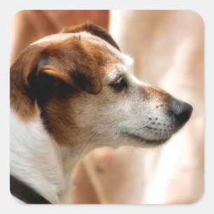 JACK RUSSELL TERRIER DOG SQUARE STICKER
