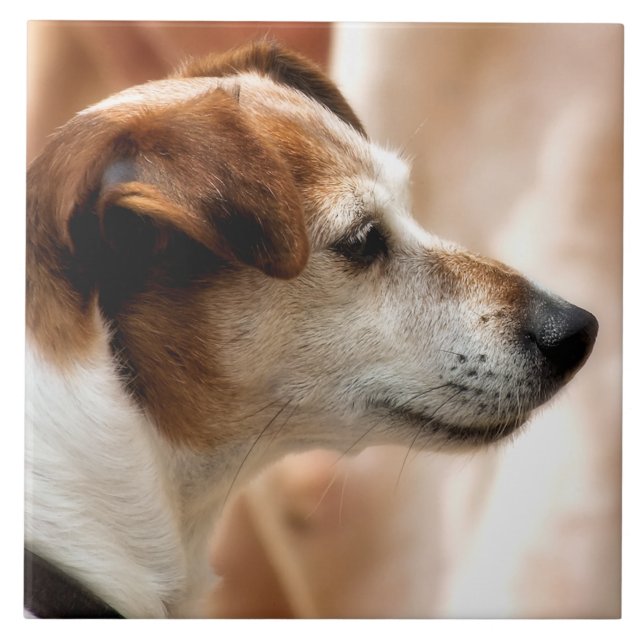 JACK RUSSELL TERRIER DOG TILE (Front)