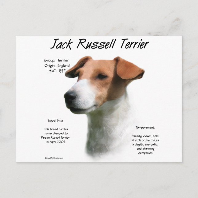Jack Russell Terrier History  Postcard (Front)