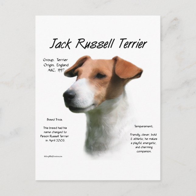 Jack Russell Terrier History  Postcard (Front)