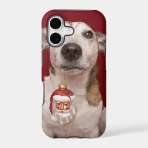 Jack Russell Terrier Holding Christmas Ornament