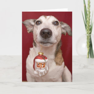 Jack Russell Terrier Holding Christmas Ornament Holiday Card