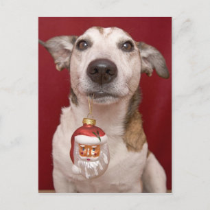 Jack Russell Terrier Holding Christmas Ornament Holiday Postcard