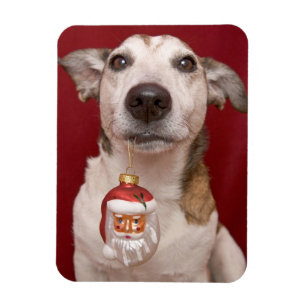 Jack Russell Terrier Holding Christmas Ornament Magnet