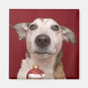Jack Russell Terrier Holding Christmas Ornament Magnet