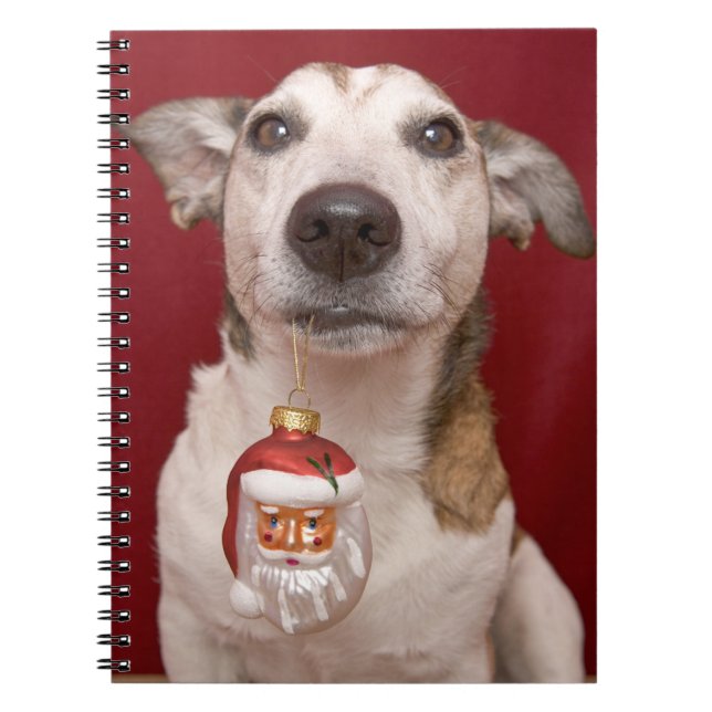 Jack Russell Terrier Holding Christmas Ornament Notebook (Front)
