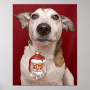 Jack Russell Terrier Holding Christmas Ornament Poster