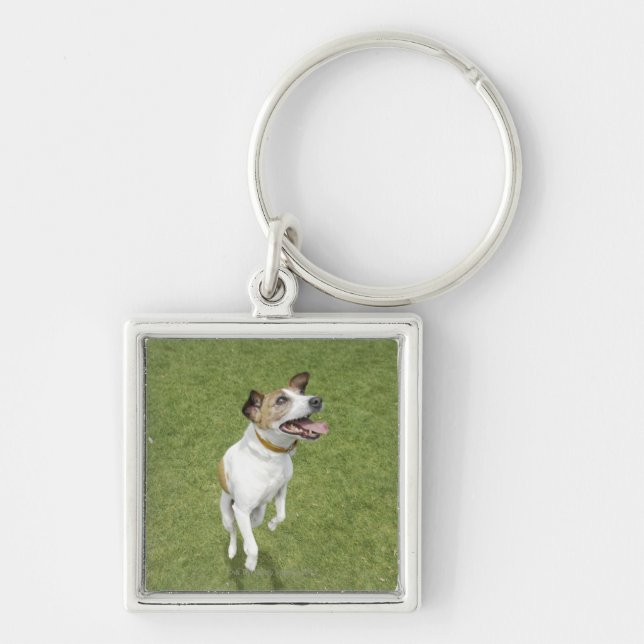 Jack russell terrier jumping, elevated view key ring (Front)