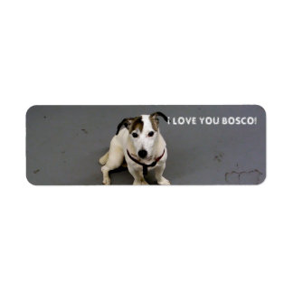 jack russell terrier label return address label
