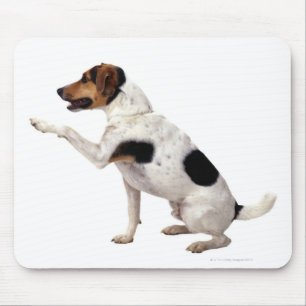 Jack Russell Terrier Lifting Paw Mouse Pad