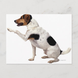 Jack Russell Terrier Lifting Paw Postcard