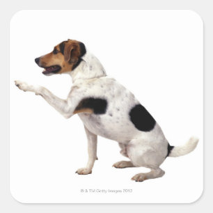 Jack Russell Terrier Lifting Paw Square Sticker